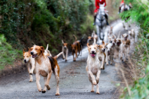 Choosing Your Pack